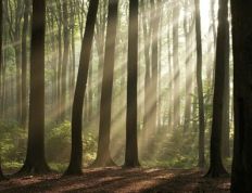 1178 Misty Forest